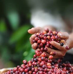 Nescafé Dolce Gusto Cappuccino Capsules - 90 Koffiecups -Voedsel Serie Winkel 1190x1200 1