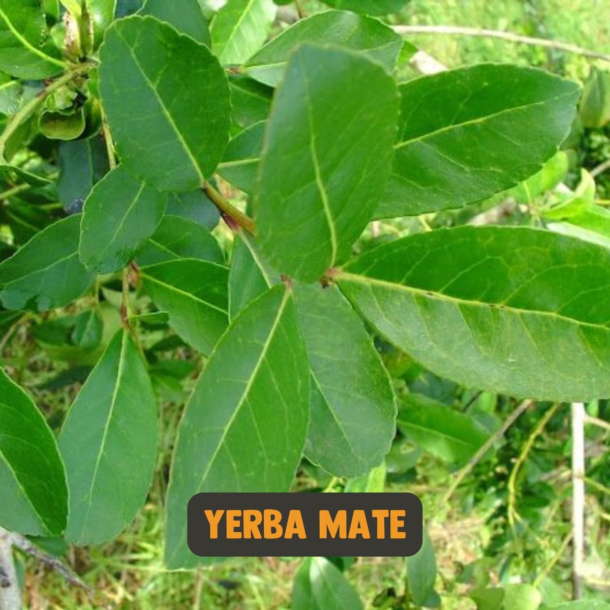 Cupplement | Thee Set 2 Delig | Yerba Mate 100 Gram & Matcha 90 Gram | Biologisch | Gratis Verzending, Opschuimer & Batterijen | Cadeau Pakket 13 Cupplement | Thee Set 2 Delig | Yerba Mate 100 Gram & Matcha 90 Gram | Biologisch | Gratis Verzending, Opschuimer & Batterijen | Cadeau Pakket - Afbeelding 11