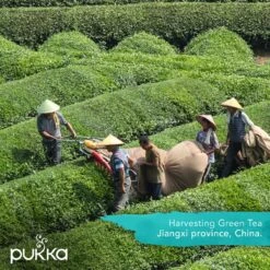 Pukka Original Kruidenthee Geschenkdoos - 9 Blends Biologische Kruidenthee, Ook Leuk Als Verjaardagscadeau - 45 Zakjes - Theedoos - GB-BIO-05 -Voedsel Serie Winkel 1200x1200 343