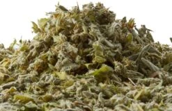 Kruidenthee Griekse Bergthee