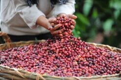 Starbucks Pike Place Medium Roast Koffiebonen - 4 Zakken à 450 Gram -Voedsel Serie Winkel 1200x798 3