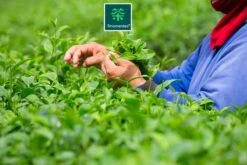 TMomentes® High Quality Culinary MATCHA Thee - Matcha Poeder - Matcha Thee - 100% Organisch Gecertificeerd - 100 Gram -Voedsel Serie Winkel 1200x800 27