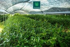 TMomentes® High Quality Culinary MATCHA Thee - Matcha Poeder - Matcha Thee - 100% Organisch Gecertificeerd - 100 Gram -Voedsel Serie Winkel 1200x800 28