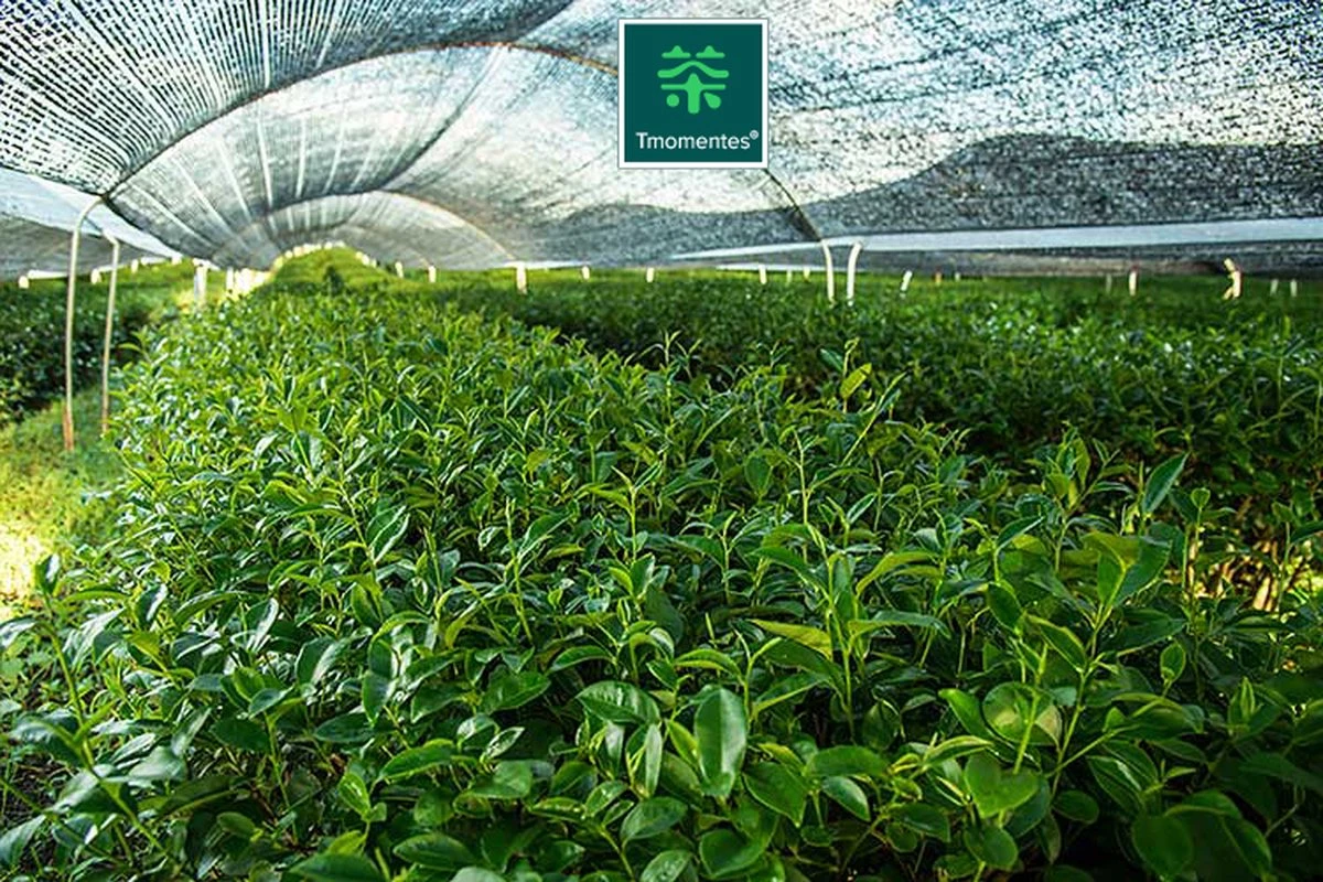 TMomentes® PREMIUM CEREMONIAL MATCHA Thee - Matcha Poeder - Ceremoniële Matcha Thee - 100% Organisch Gecertificeerd - 60 Gram - AAA+ Gradering 8 TMomentes® PREMIUM CEREMONIAL MATCHA Thee - Matcha Poeder - Ceremoniële Matcha Thee - 100% Organisch Gecertificeerd - 60 Gram - AAA+ Gradering - Afbeelding 6