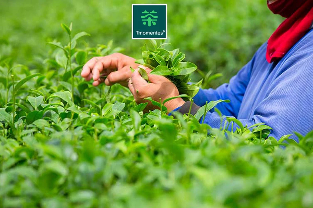 TMomentes® PREMIUM CEREMONIAL MATCHA Thee - Matcha Poeder - Ceremoniële Matcha Thee - 100% Organisch Gecertificeerd - 60 Gram - AAA+ Gradering 13 TMomentes® PREMIUM CEREMONIAL MATCHA Thee - Matcha Poeder - Ceremoniële Matcha Thee - 100% Organisch Gecertificeerd - 60 Gram - AAA+ Gradering - Afbeelding 11