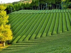 Premium Matcha Thee - 100 Gram - Biologisch Gecertificeerd - Matcha Poeder - Groene Thee - Matcha Thee - 100% Organische Thee - Japans - Matcha Latte - Gratis Verzending 12 Premium Matcha Thee - 100 Gram - Biologisch Gecertificeerd - Matcha Poeder - Groene Thee - Matcha Thee - 100% Organische Thee - Japans - Matcha Latte - Gratis Verzending -Voedsel Serie Winkel 1200x894 1