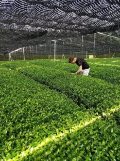 Matcha Thee Starters Kit - Alles Wat U Nodig Heeft Voor De Perfecte Japanse Matcha! Vandaag Besteld, Morgen In Huis! ✔ Gratis Matcha Boek Bij Uw Bestelling! -Voedsel Serie Winkel 899x1200 13