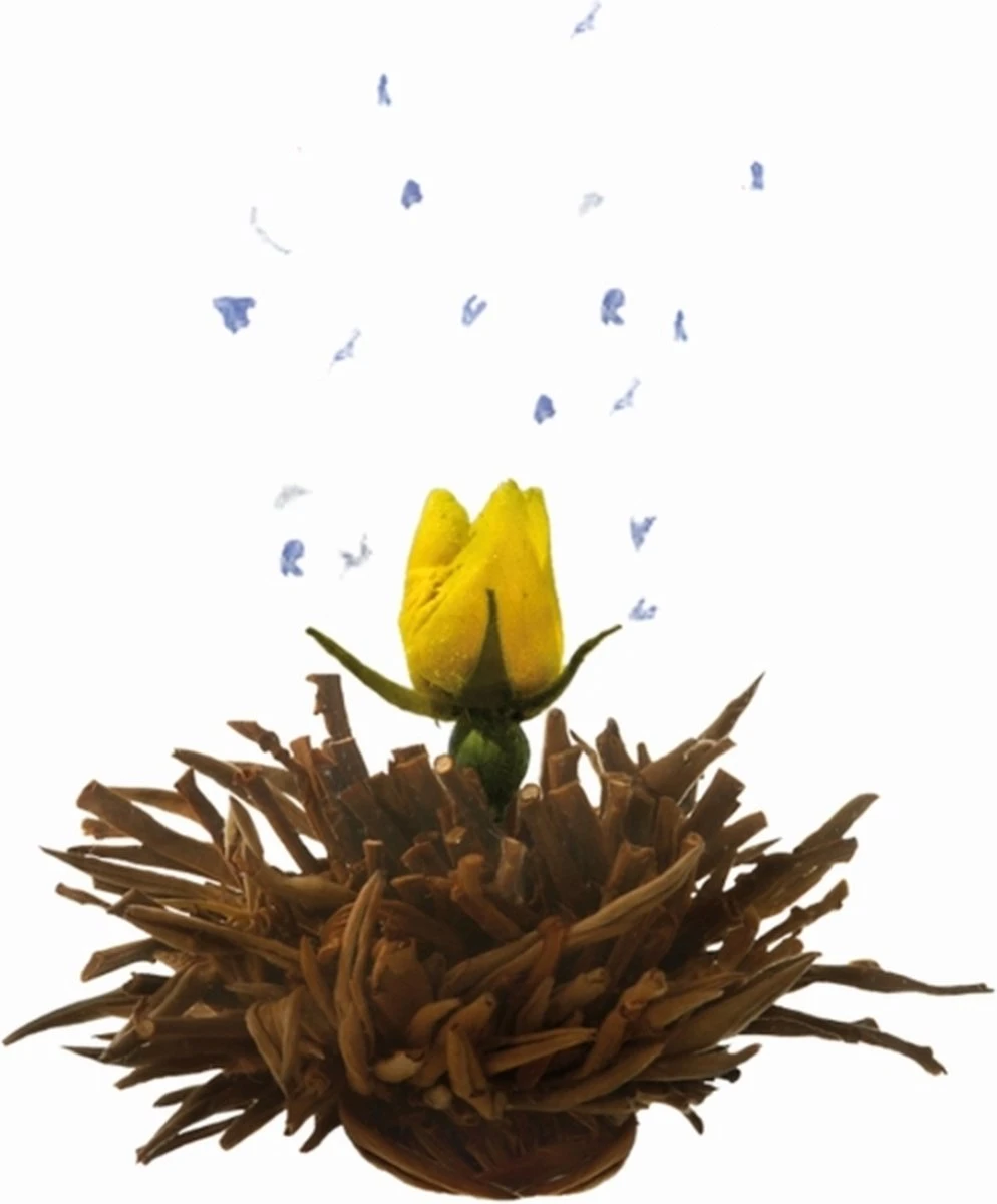 Creano Geschenkset Theebloemen (6 Stuks) En Glazen Theekan 6 Creano Geschenkset Theebloemen (6 Stuks) En Glazen Theekan - Afbeelding 4